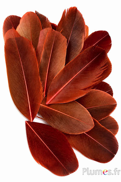 Petali in piume - 6-8 x 3-4 cm - arancione sangue